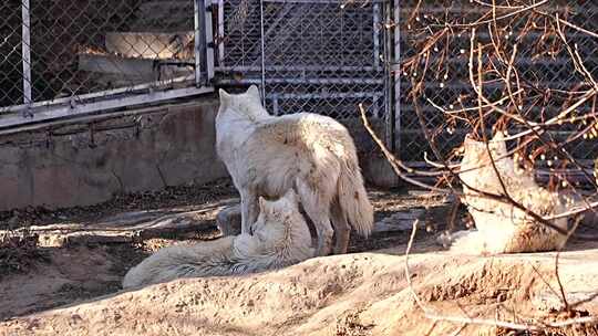 北极狼 狼 犬科 动物 动物园 食肉目