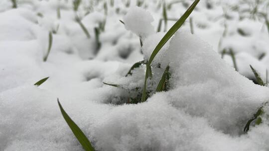 冬天的白雪视频