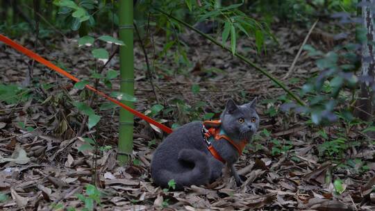 4K竹林中嬉戏玩耍的可爱蓝猫猫咪