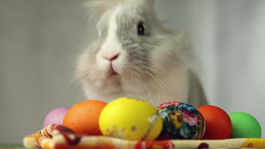 复活节兔子和复活节彩蛋视频素材模板下载