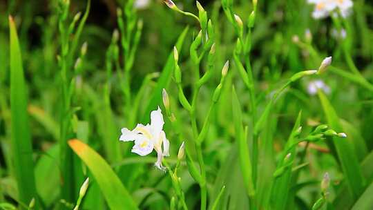 绿化植物扁竹根白色蝴蝶花