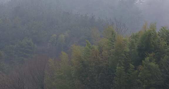 云雾中的山上竹林