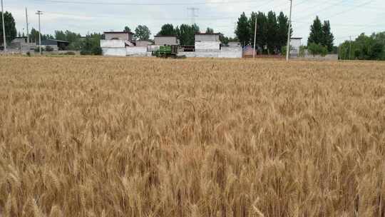 小麦丰收 联合收割机 麦田麦子 航拍麦田
