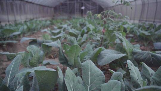 蔬菜大棚 现代种植业视频素材模板下载