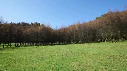 湖北恩施大山顶林区原始森林唯美风景