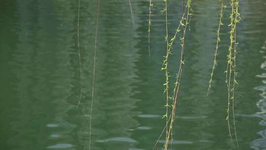 湖边随风飘扬的柳树