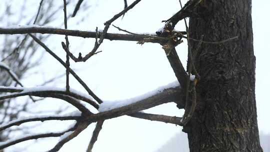 雪景飘雪鹅毛大雪视频素材模板下载