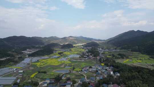 航拍乡村田野油菜花田