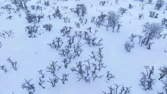 唯美雪原美景 水墨丹青画卷