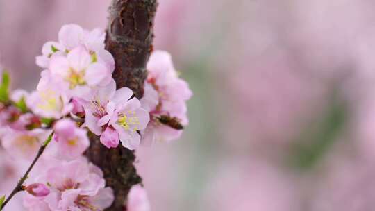 春花烂漫春天的桃花