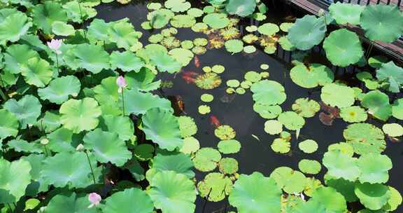 荷花池和锦鲤航拍