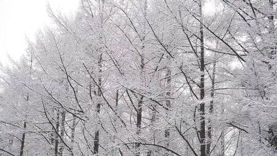 漫天飞雪大雪封山