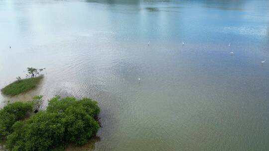 三亚河河海交汇处的公园湿地风景