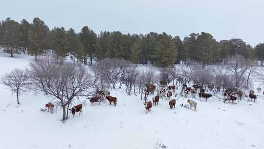 唯美雪原美景 水墨丹青画卷