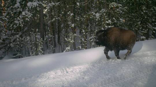 野牛在雪林中奔跑