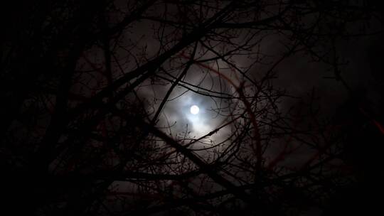 透过树枝看月亮