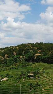 自然风光福建泰宁高山茶叶种植竖屏