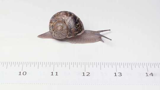 蜗牛在白色背景上缓慢爬行，带有测量标尺