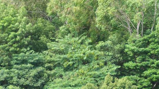 风吹树林风吹树叶风吹森林特写自然景观风景