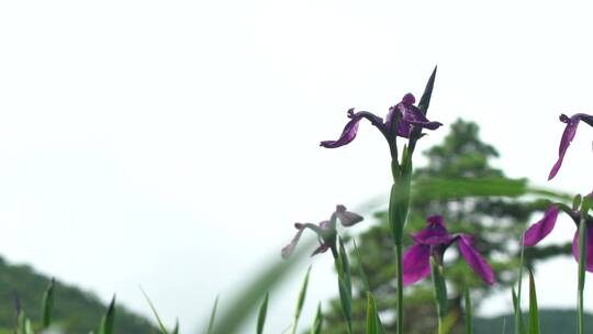 小花 喇叭花 野外风景 林间花草 花花草草视频素材模板下载