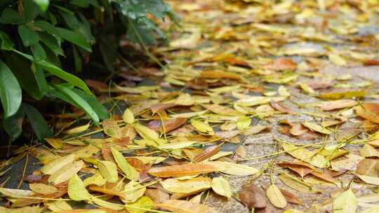 地上金黄的落叶实拍