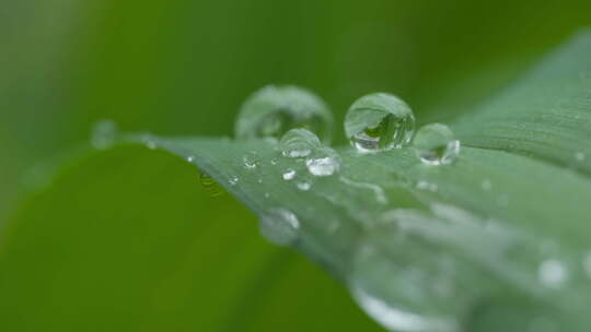 春天清晨植物树叶上的露珠水滴