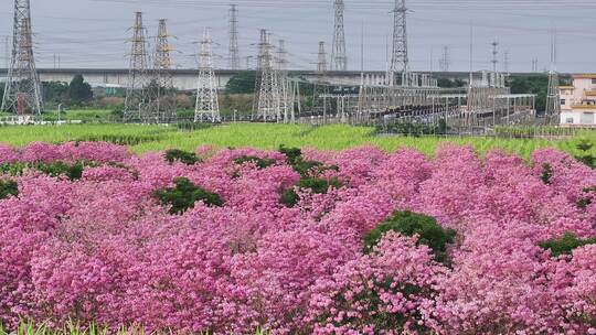 中国广东省广东省广州市南沙马克村紫花风铃