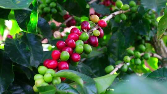 云南咖啡种植园航拍