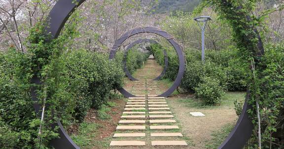 春天成片的樱花林樱花开放苏州樱野景区风光