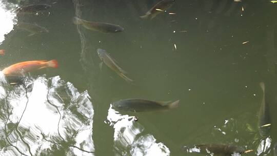 鱼在池塘中游泳