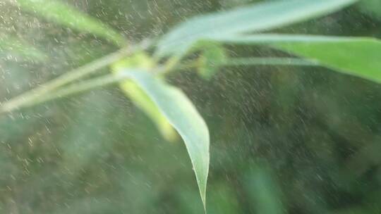 竹叶滴水