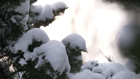 冬天下雪唯美雪景松树枝头被雪覆盖