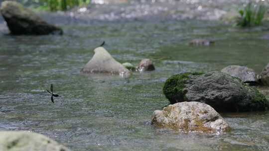 蜻蜓飞舞溪流山谷间