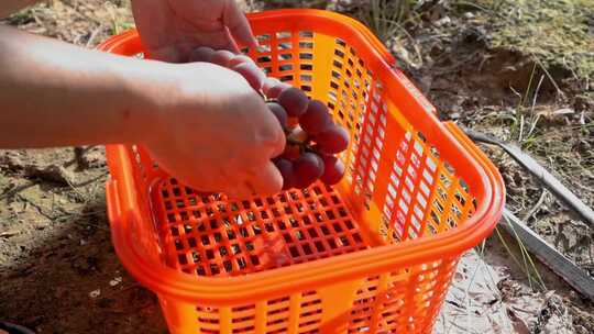 葡萄园采摘高清素材