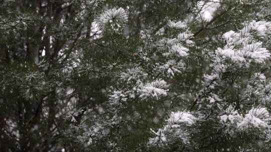 寒冷冬季公园松树雪花大雪空境升格