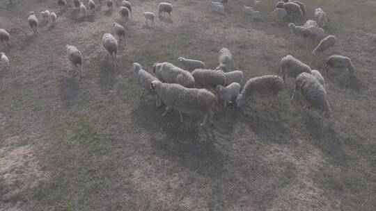 航拍吃草的羊群