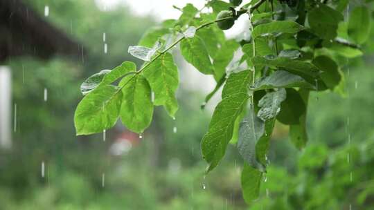 下雨天雨滴树叶