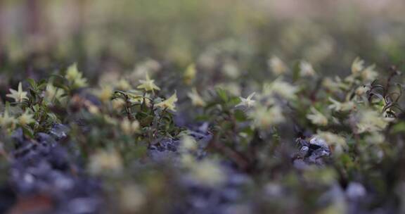 生态铁皮石斛种植基地