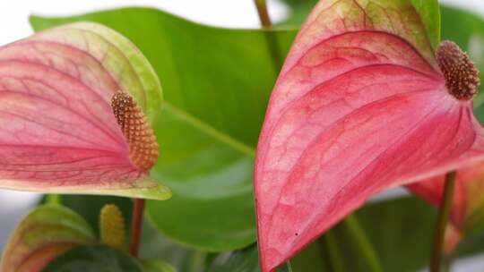 花烛 红鹅掌 红掌 花卉植物 鲜花 观赏