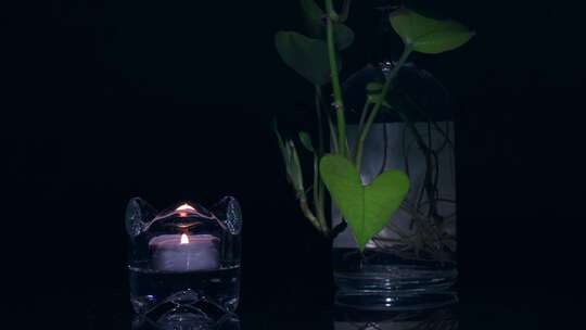 玻璃杯里一只燃烧点亮的蜡烛和绿箩绿植