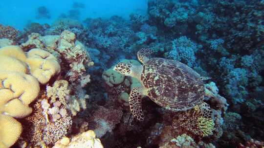 水下海龟礁