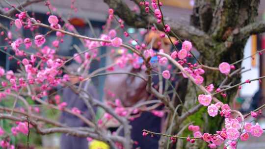 植物园公园梅花花朵开花春天风景视频素材