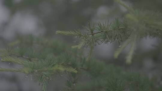 森林雨季