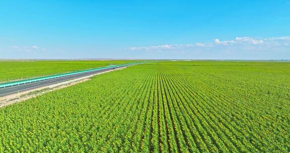 向日葵花海里的中国高速公路