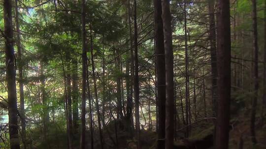 森林瀑布和小路景观视频素材模板下载
