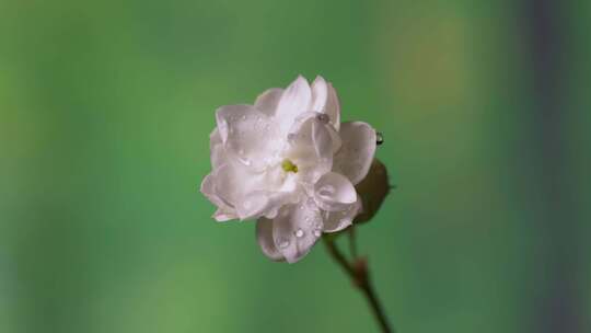 茉莉花 花瓣 水珠 吹动