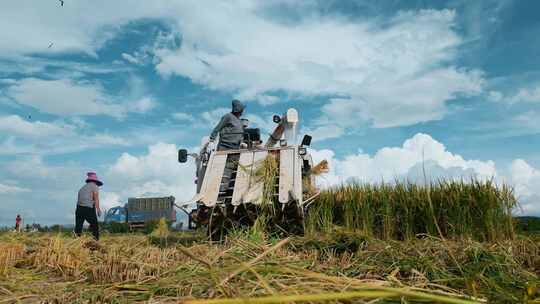 乡村振兴丰收季节机械化设备收集稻谷