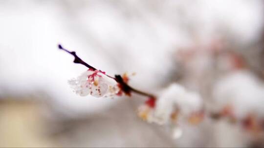 雪覆盖在腊梅花的枝头