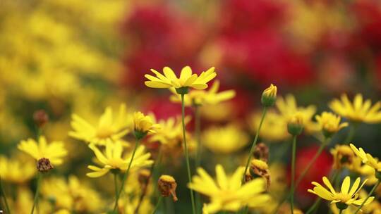 月季花特写