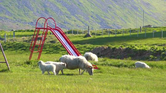 绵羊走过儿童游乐场